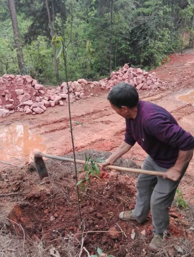 ʯɽʩ׷ľ޼ֲ4.png